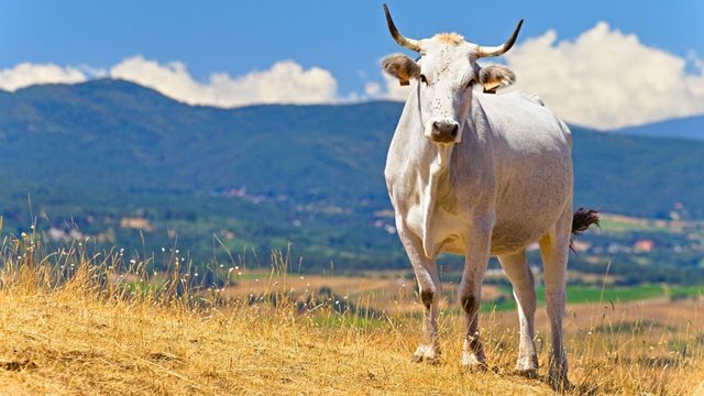 Vignette du programme télé Italie : les vaches errantes de la mafia