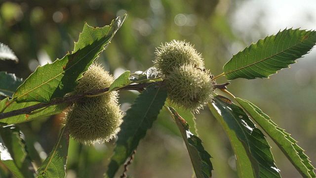 Vignette du programme télé Le village qui voulait replanter des arbres