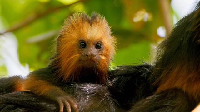 Vignette du programme télé Petits animaux, grandes aventures - Saison 1