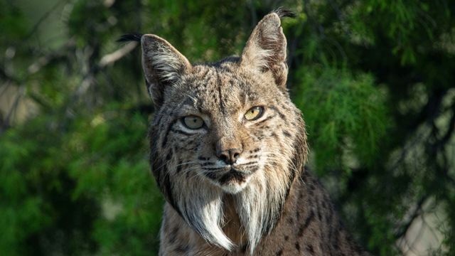 Vignette du programme télé Une planète, sept mondes sauvages - Saison 1