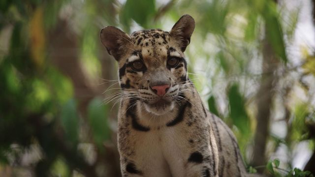 Vignette du programme télé La forêt merveilleuse du Cambodge