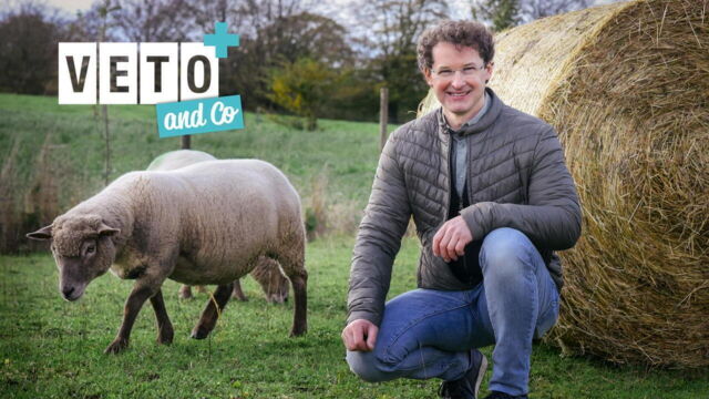 Vignette du programme télé Véto & Co