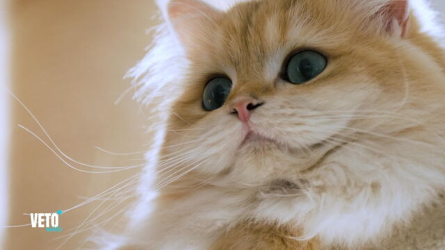 Vignette du programme télé Véto & Co