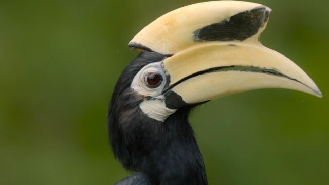 Vignette du programme télé Les animaux s'envoient en l'air