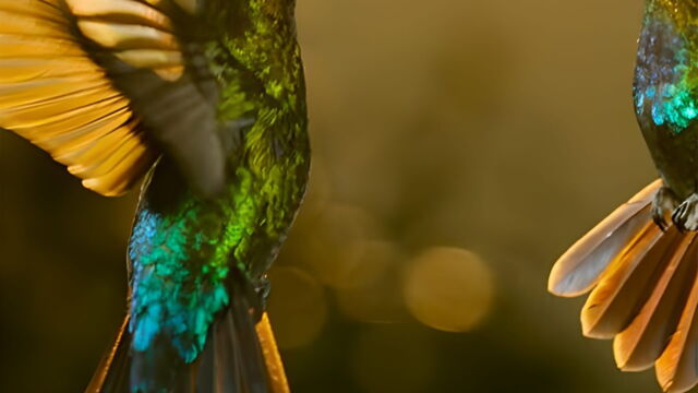 Vignette du programme télé Les animaux s'envoient en l'air