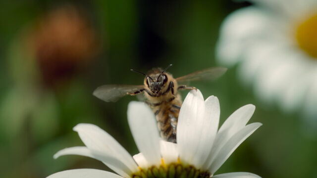 Vignette du programme télé Les animaux s'envoient en l'air