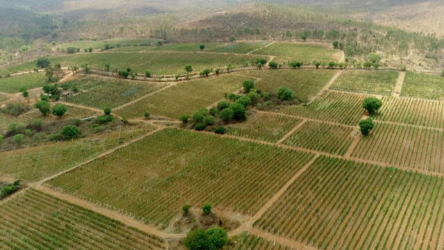 Vignette du programme télé Des vignes et des hommes