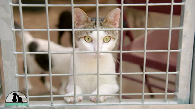 Vignette du programme télé Sans collier