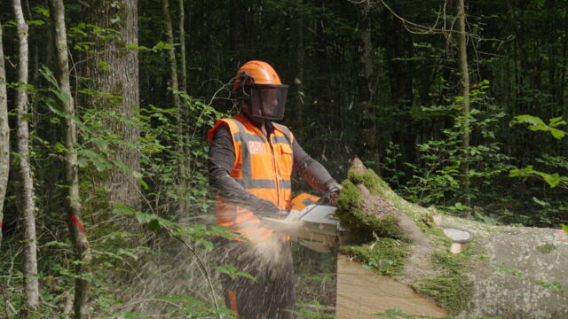 Vignette du programme télé Bûcheron : un métier à hauts risques