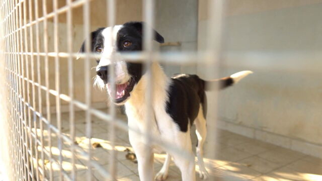 Vignette du programme télé Sans collier