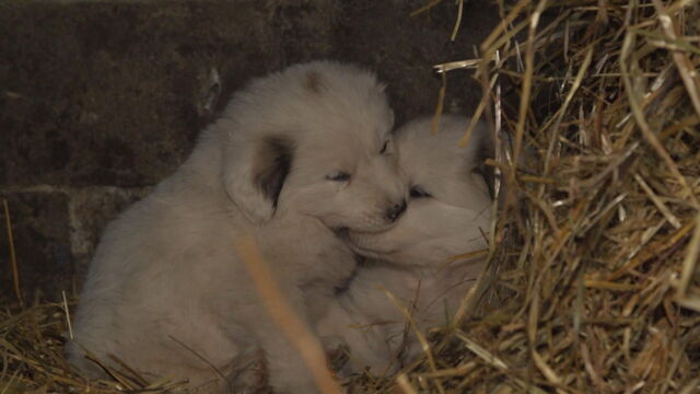 Vignette du programme télé Chiots & chatons, 3 mois pour devenir grand