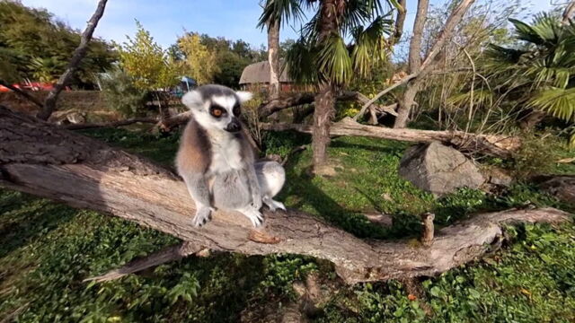 Vignette du programme télé Le PAL en Auvergne : les recettes du succès, entre zoo et parc d'attractions