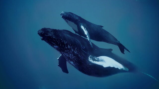 Vignette du programme télé Merveilles de la vie sous-marine