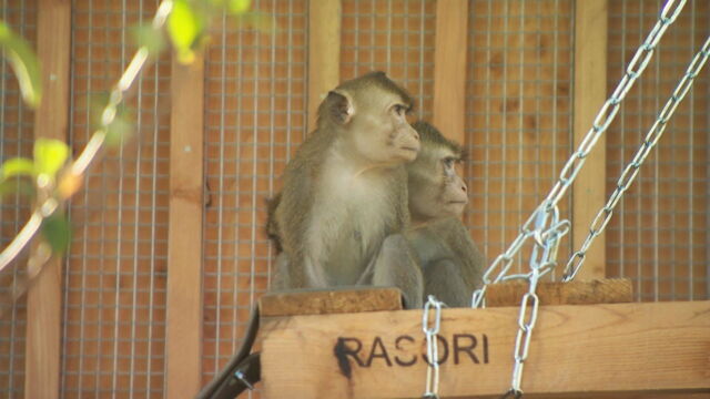 Vignette du programme télé La Tanière, le zoo-refuge de l'espoir