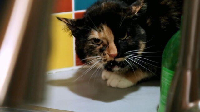 Vignette du programme télé Hell's Cats