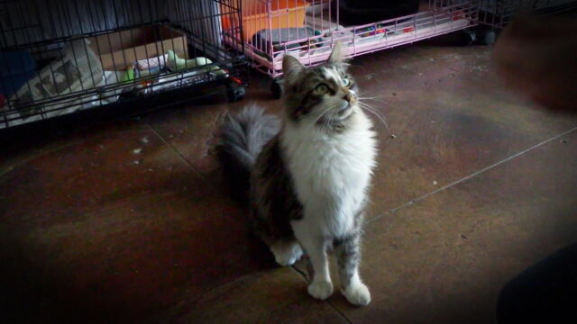 Vignette du programme télé Hell's Cats