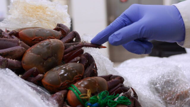 Vignette du programme télé Au coeur des douanes : Espagne