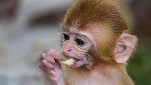 Vignette du programme télé Caméras espions en terre animale - Saison 2