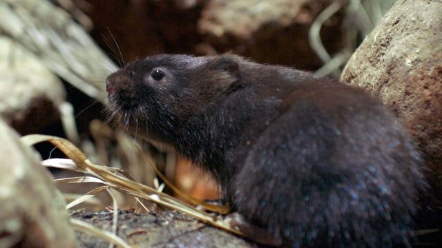 Vignette du programme télé Petits animaux, grandes aventures - Saison 1