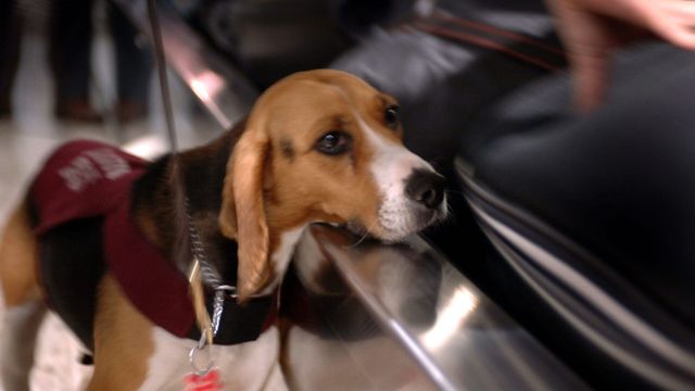 Vignette du programme télé Douanes sous haute surveillance - Saison 13