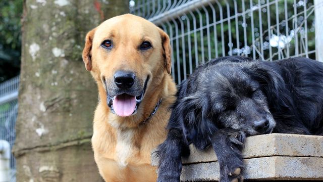 Vignette du programme télé GEO Reportage