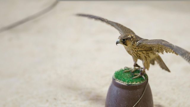 Vignette du programme télé Puy du Fou : animaux et dresseurs relèvent le défi