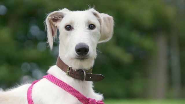 Vignette du programme télé Dog House : un chien pour la vie - Saison 4