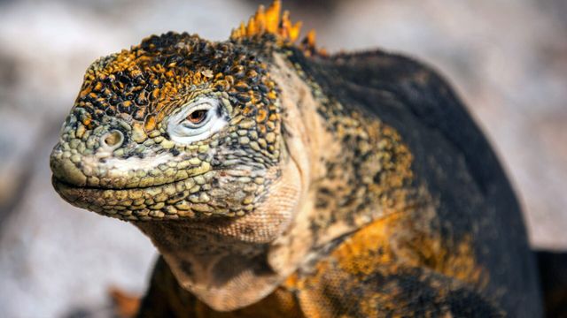 Vignette du programme télé Les Galápagos