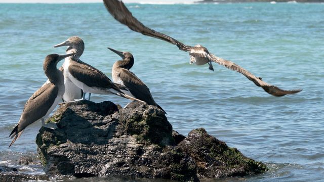 Vignette du programme télé Les Galápagos