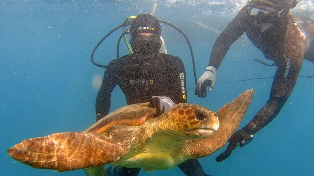Vignette du programme télé GEO Reportage