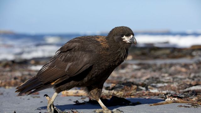 Vignette du programme télé A la rencontre des rapaces