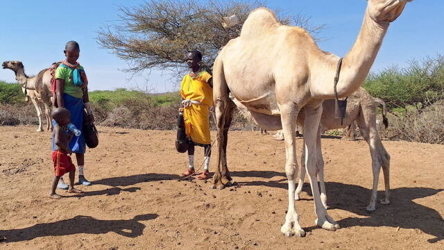 Vignette du programme télé Kenya, le pari du lait de chamelle