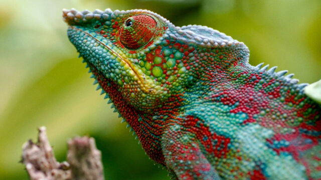 Vignette du programme télé Madagascar ou le grand carnaval des caméléons