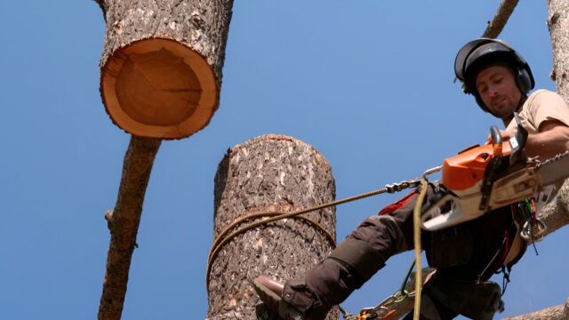 Vignette du programme télé Bûcheron : un métier à hauts risques