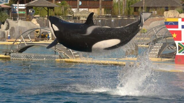 Vignette du programme télé Orques, la fin du spectacle