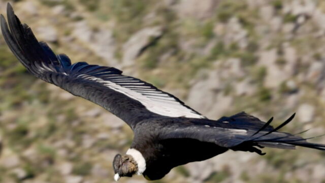 Vignette du programme télé Au fil de l'Argentine