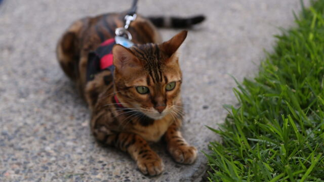 Vignette du programme télé Hell's Cats