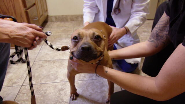 Vignette du programme télé Hell's Cats