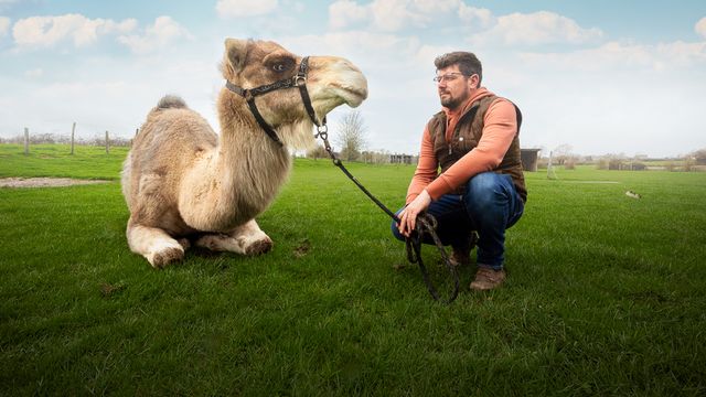 Vignette du programme télé Julien, un chamelier chez les Ch'tis