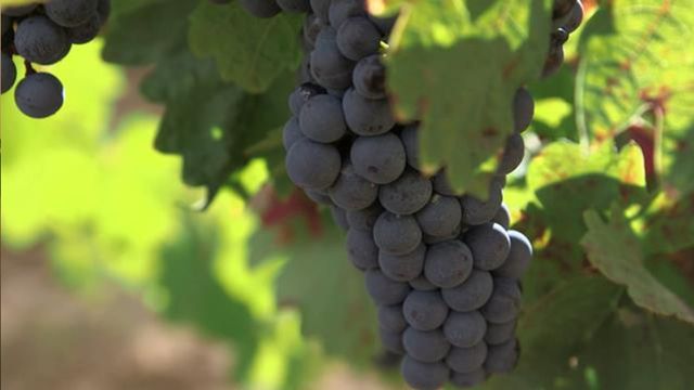 Vignette du programme télé Des vignes et des hommes - Saison 2