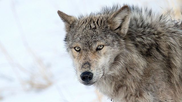 Vignette du programme télé Les loups, sauveurs du parc de Yellowstone