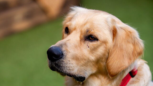 Vignette du programme télé Dog House : un chien pour la vie