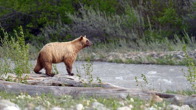 Vignette du programme télé Les parcs nationaux canadiens - Saison 3