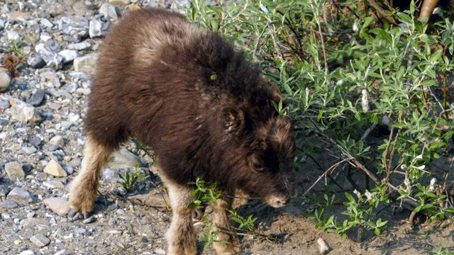 Vignette du programme télé Les parcs nationaux canadiens - Saison 3