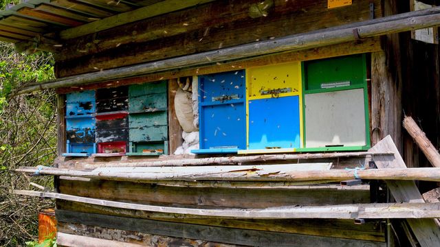 Vignette du programme télé GEO Reportage