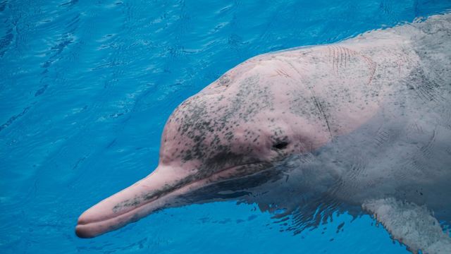 Vignette du programme télé Espèces menacées de Chine