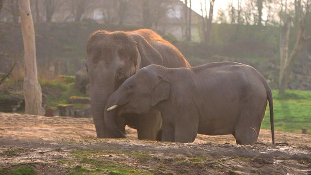 Vignette du programme télé Le PAL : au coeur du zoo le plus insolite de France