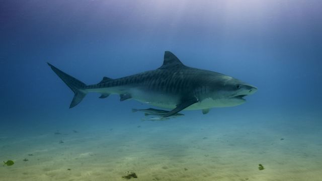 Vignette du programme télé Les prédateurs de la Grande Barrière de corail