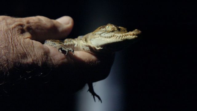 Vignette du programme télé Les prédateurs de la Grande Barrière de corail
