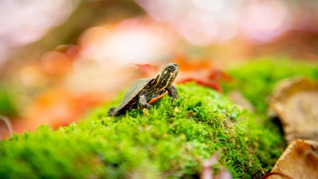 Vignette du programme télé Petits animaux, grandes aventures - Saison 1